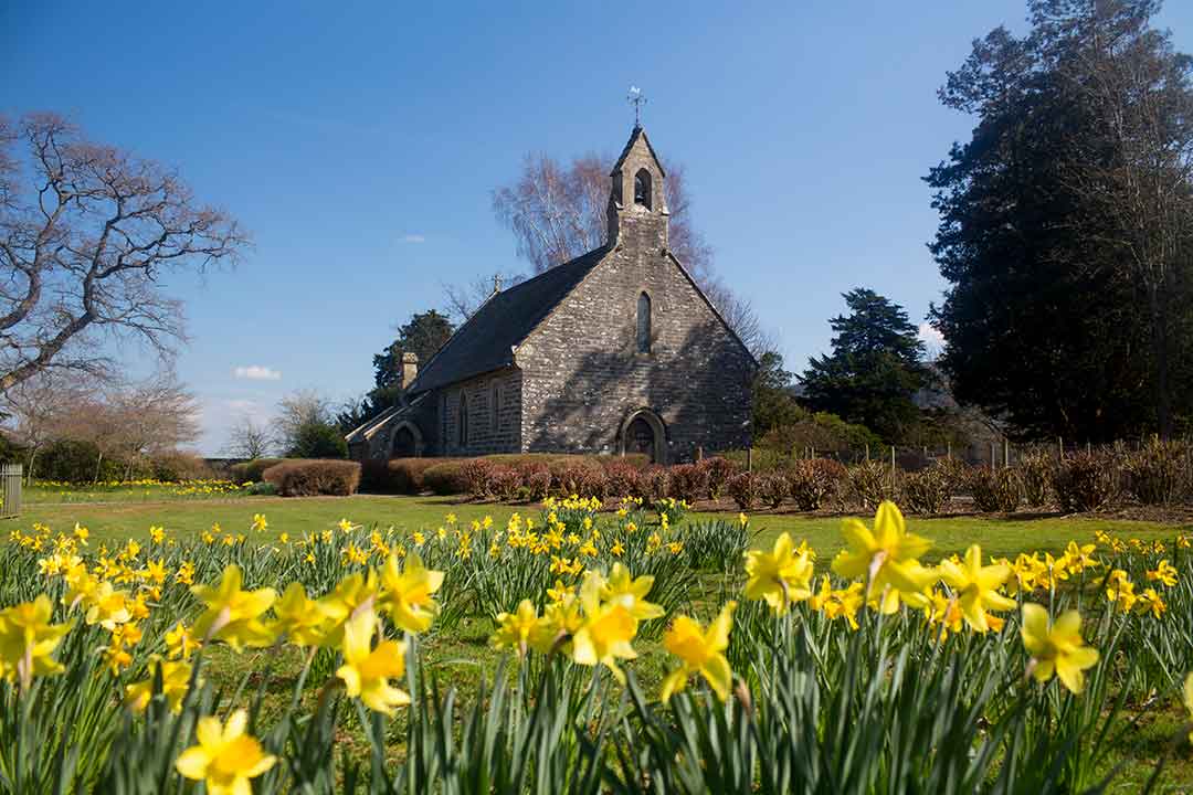 Image of daffodils at Rug Chapel, near Corwen, North Wales